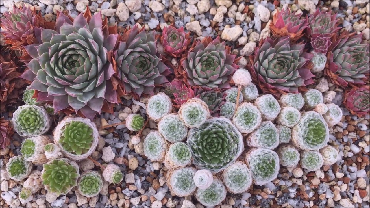 SEMPERVIVUM HENS & CHICKS - Greenhouse Hydroponic Bed - WINTER TOUR - Cold Hardy Succulents