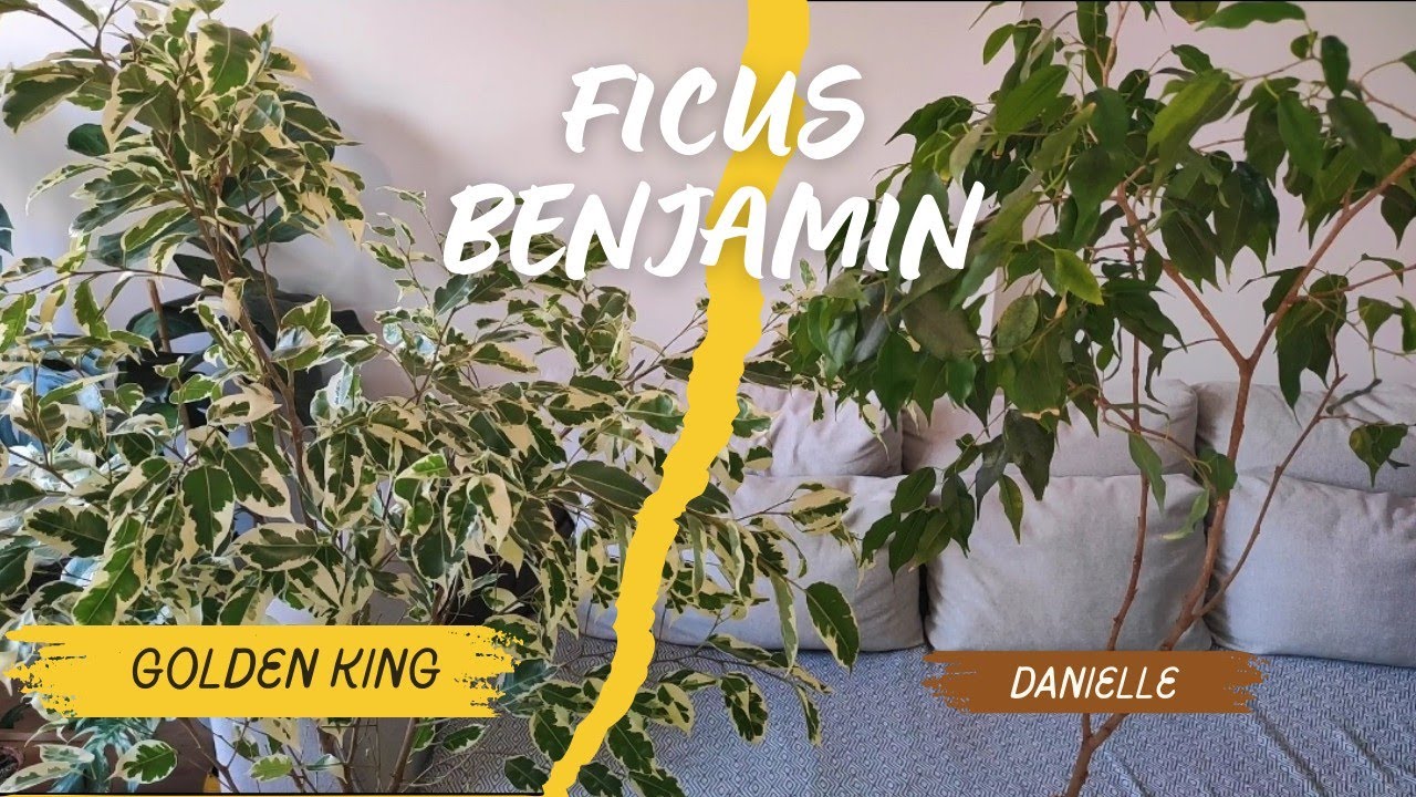 Ficus Benjamin Bakımı: Sağlıklı Gelişim İçin Püf Noktaları!