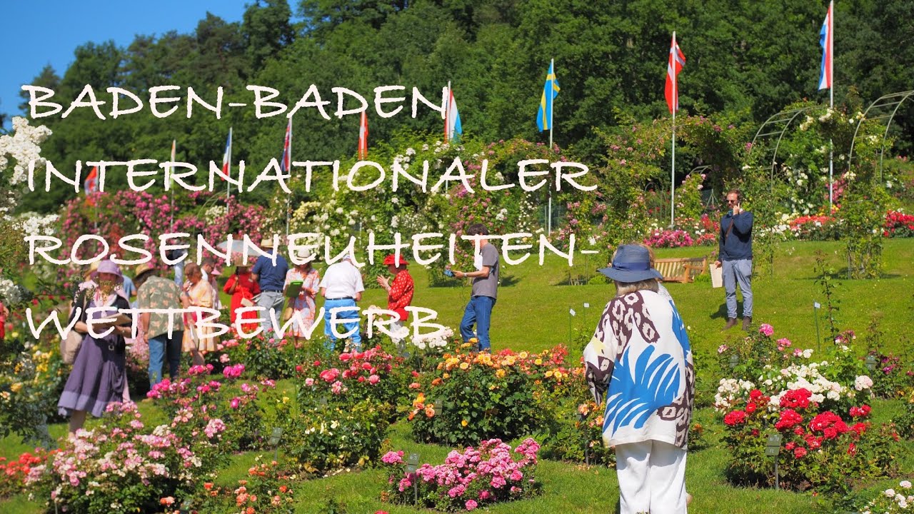Interviews with Rose Breeders - 2025 Baden-Baden International rose novelty trials