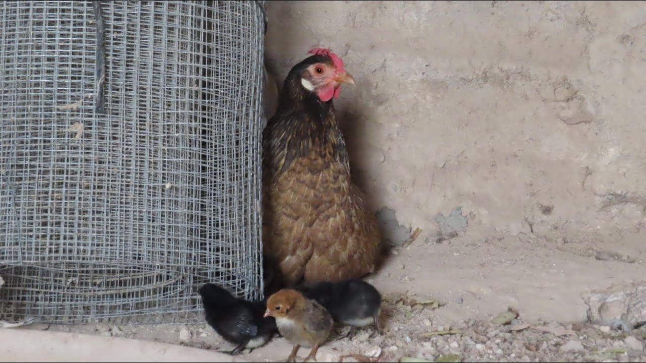 Gallina con pollitos