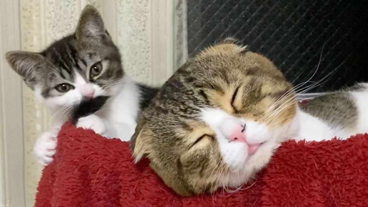 お昼寝中に舌が出ちゃった！【パパ猫・子猫】