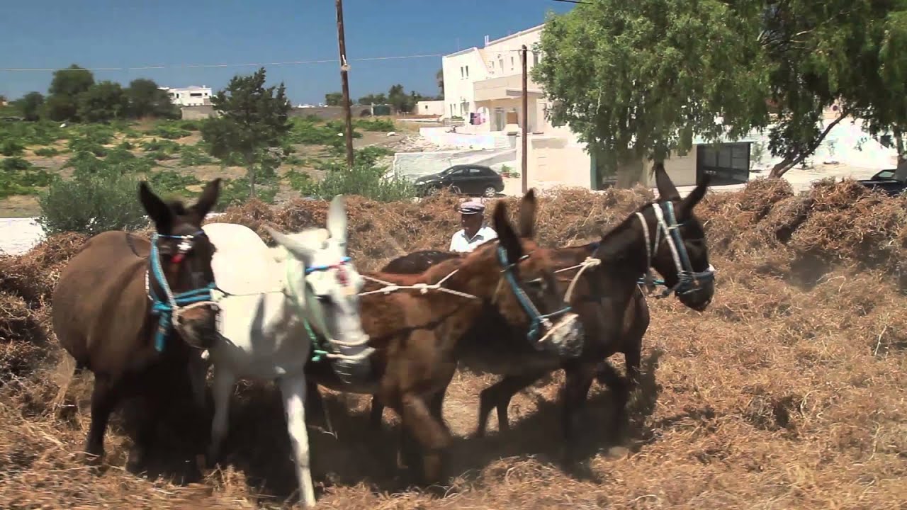Αγρόκτημα Νομικός στη Σαντορίνη