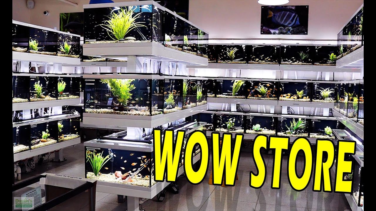 Epic Fish Store - Amazing Freshwater Aquarium Setups