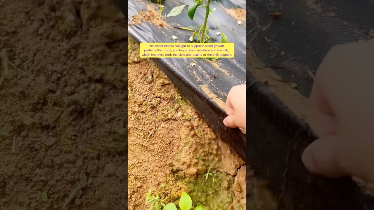 Blocks Weeds, Lets Water Through: The Power of Weed-Control Sheets #farming #farmer #work