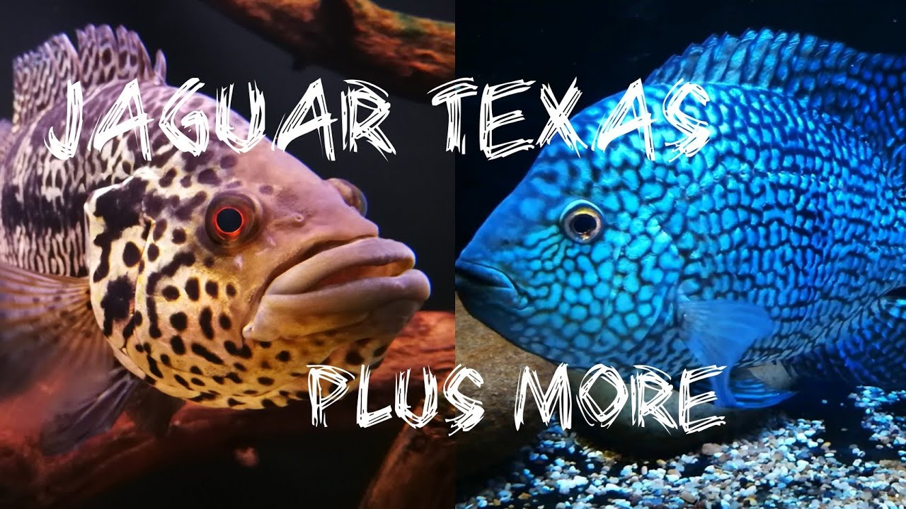 Texas cichlid Jaguar cichlid plus more