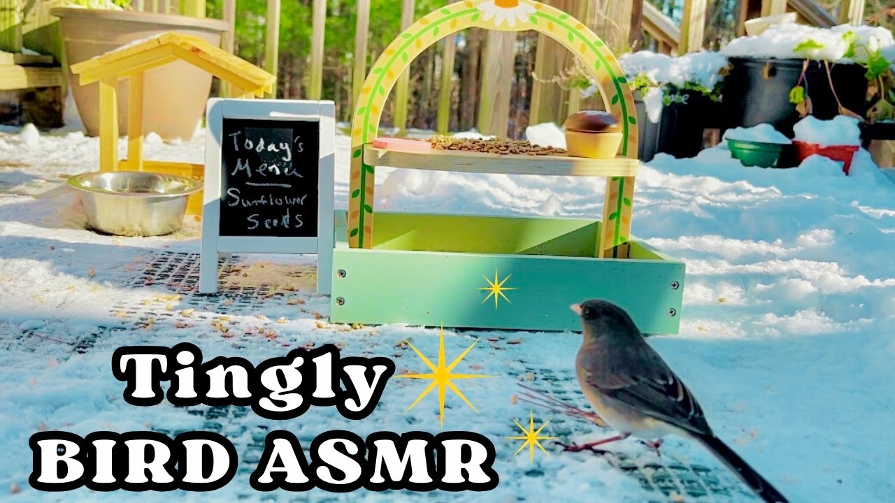 Tingly Bird Eating Sounds | Bird ASMR | No Talking
