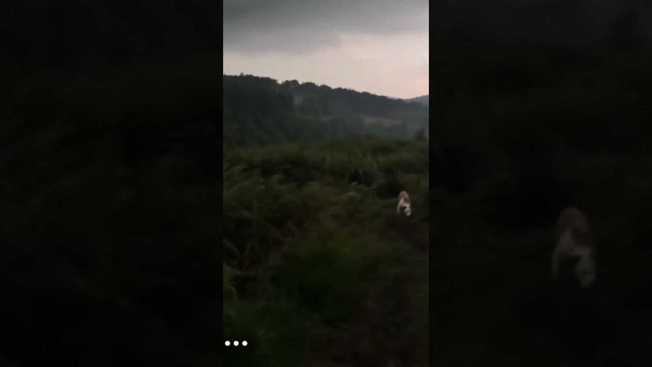 We got caught in a thunderstorm #dog #peakdistrict #hiking #wildernesscamping #nature