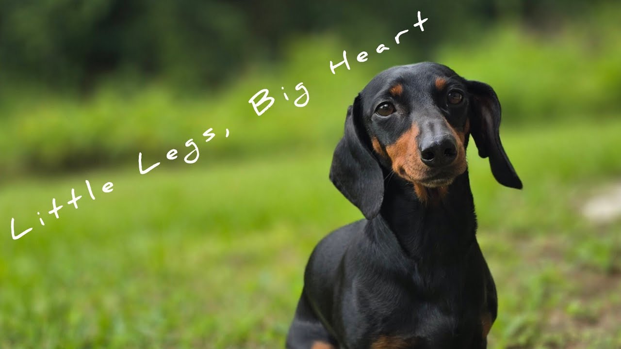 -A DOG'S DAY WITH UNEXPECTED ANIMALS- 😮🐕🌿