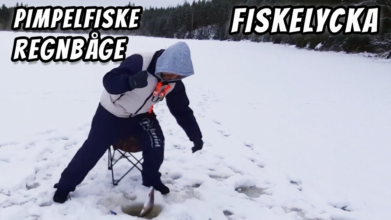 Pimpelfiske efter Regnbåge i Värmlands Skogar | Fiskelycka |