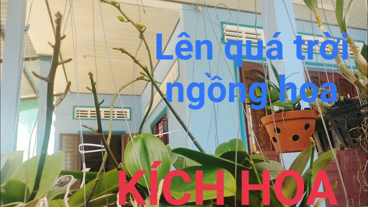 Cách KÍCH HOA HỒ ĐIỆP Tết chỉ bằng một bước đơn giản