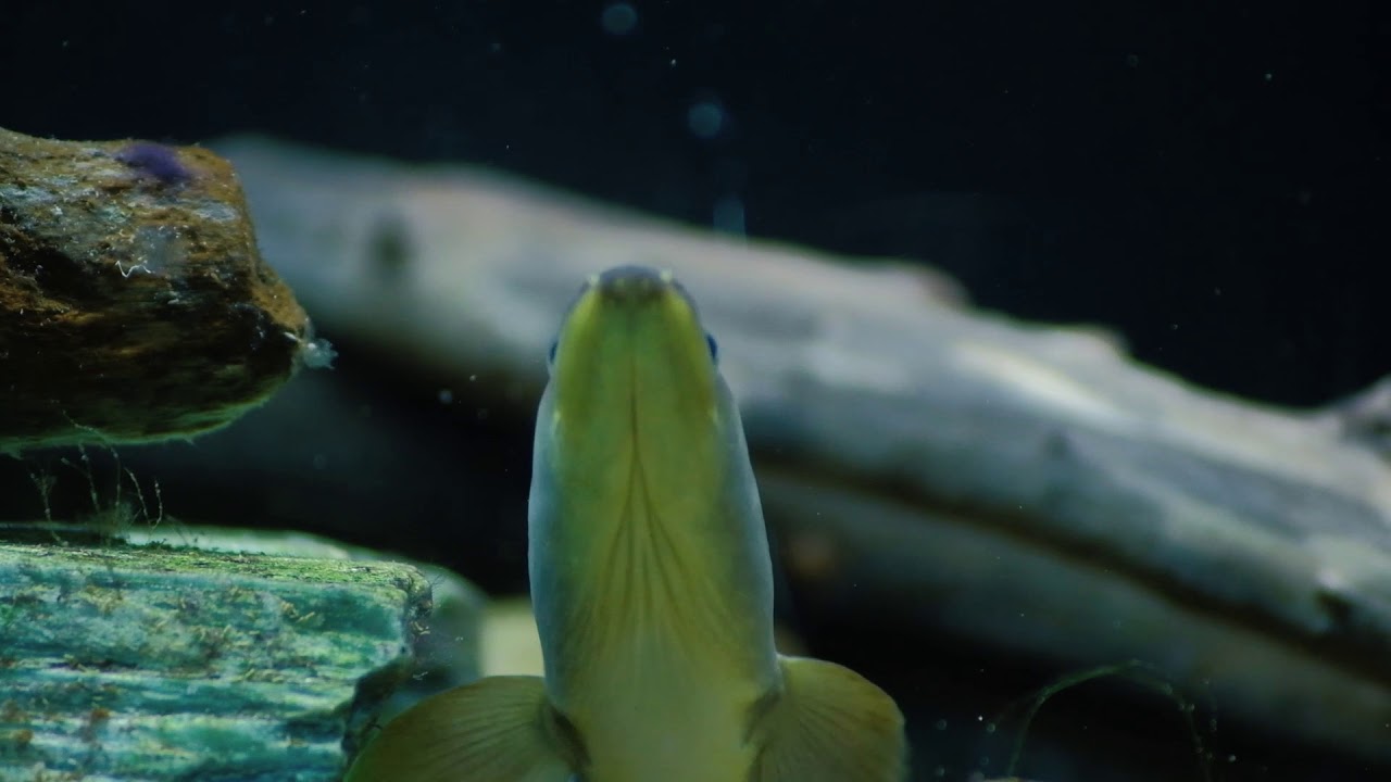 The Elusive American Eel