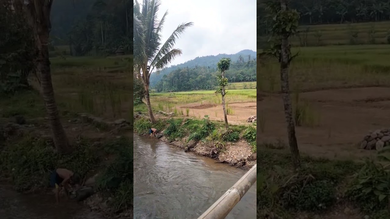 Perbaikan Bantaran Sungai Cidikit Pasca Banjir Bandang 2022 #sungai #petani #bantaransungai  #petani