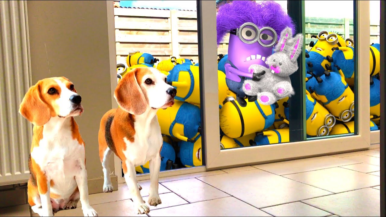 Funny Dogs vs Minion Animations In REAL Life! Amazing Video