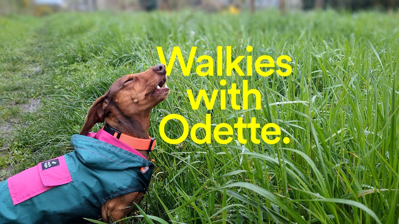 Walkies with Odette the mini dachshund