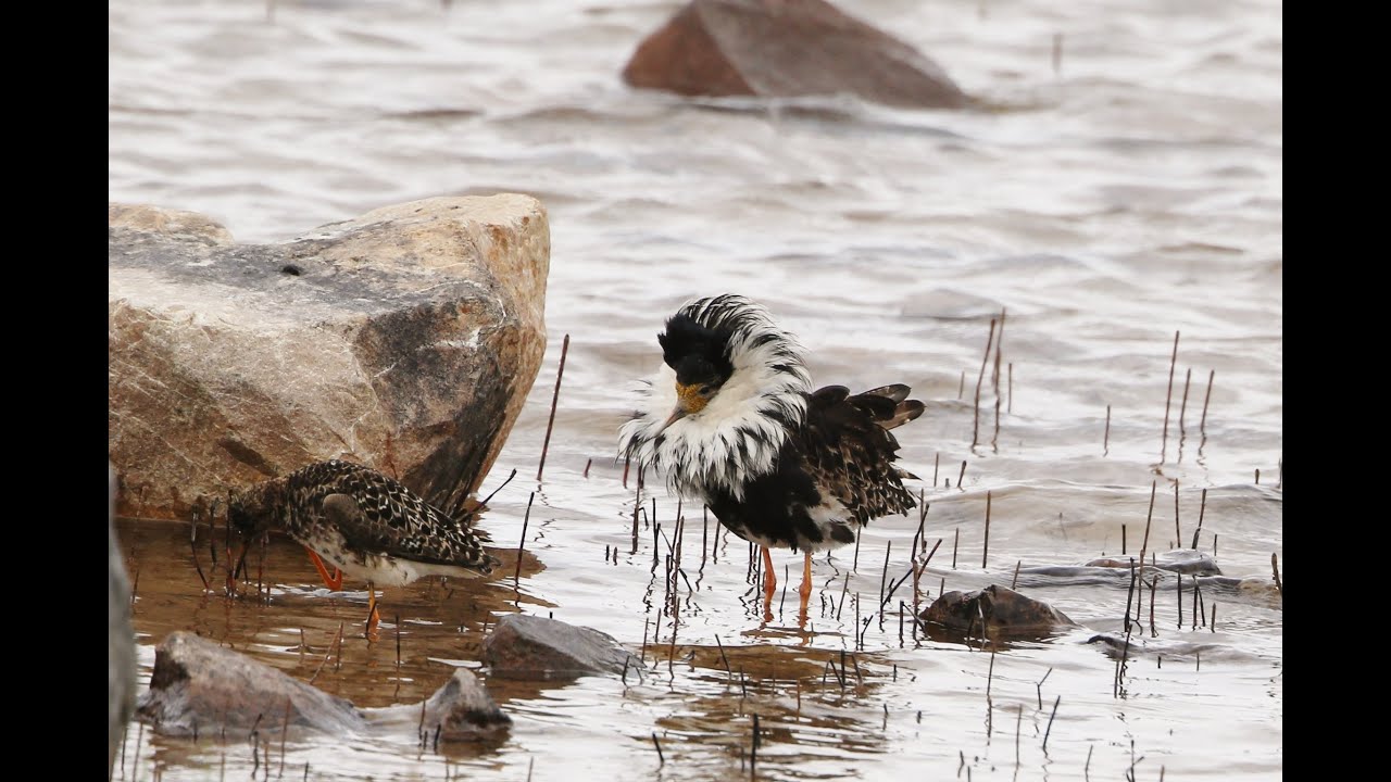 June 2016 at Finnmarks Varangercape