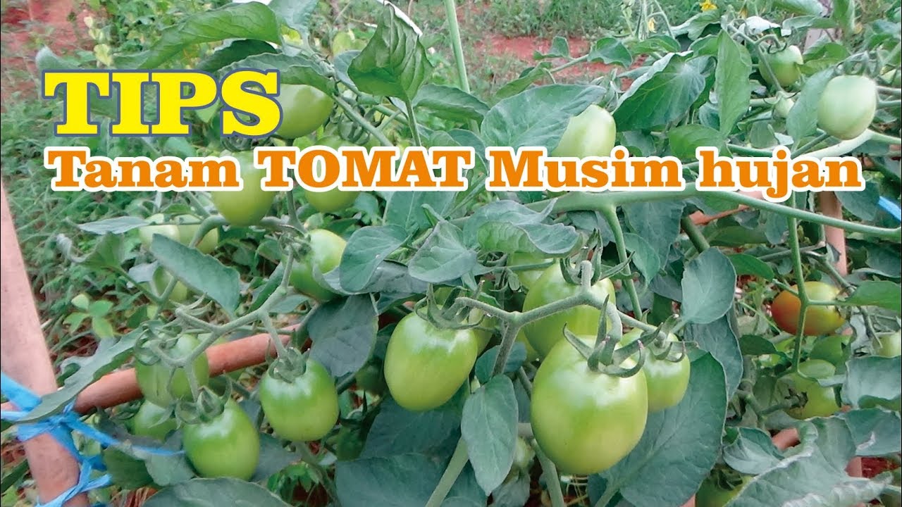 TIPS  Menanam Tomat di Musim Hujan Agar Bebas Cendawan Patogen