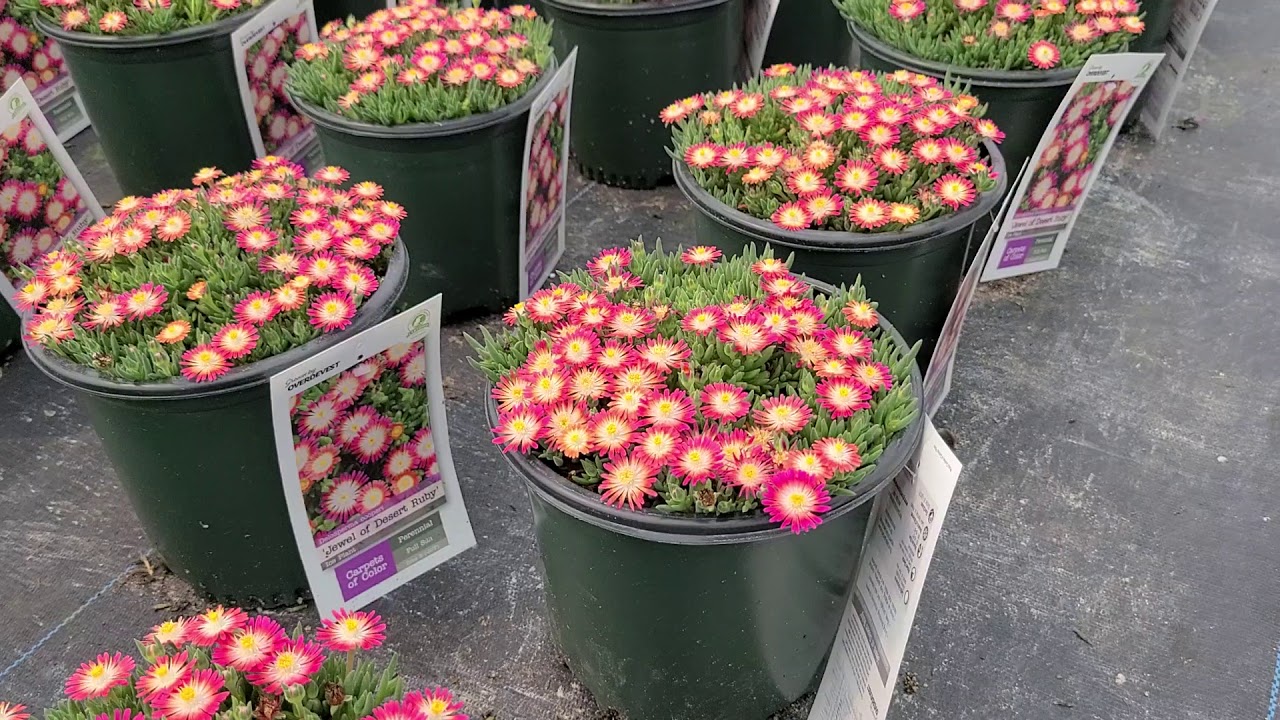 Delosperma Jewel of Desert 'Ruby'  (Ice Plant) // Stunning, Easy Care Color for Sunny Sites