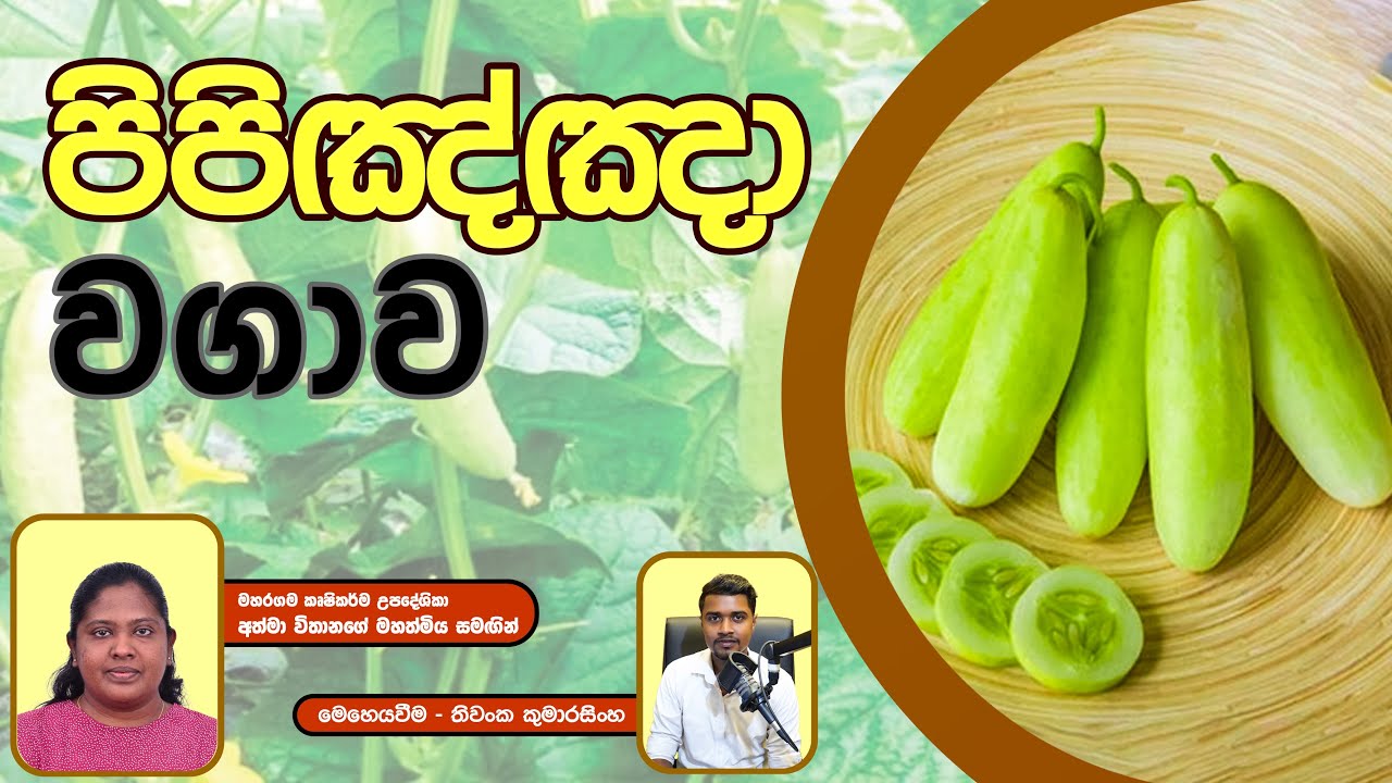 පිපිඤ්ඤා වගාව | Cucumber Cultivation | ගෙවත්තේ පිපිඤ්ඤා වගාව මුල සිට සරලව | Haritha Piyasa