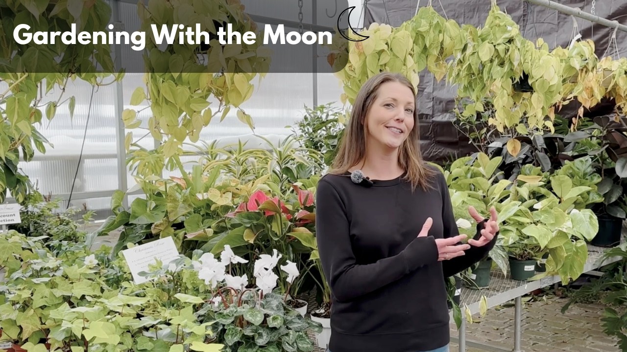 Gardening With the Phases of the Moon