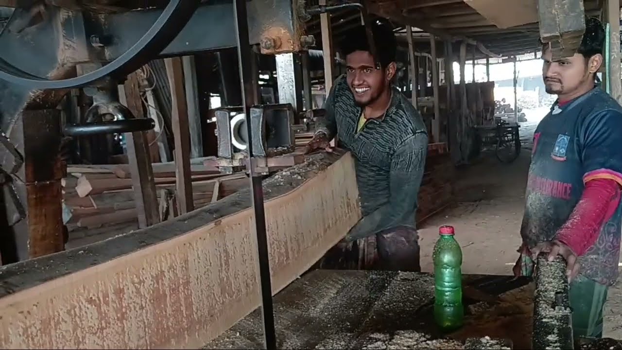 কালেক্টর গাছ ৫+২ কাটা হচ্ছে 