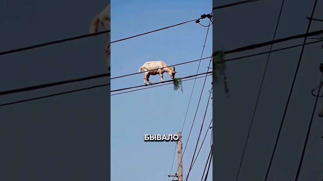 Горный козёл на проводах