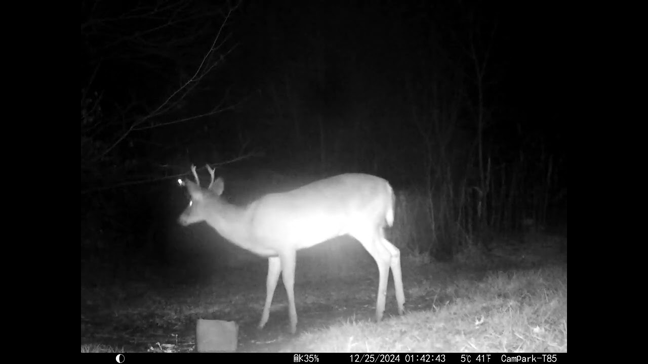 Deer Cam Bucks Various Dates
