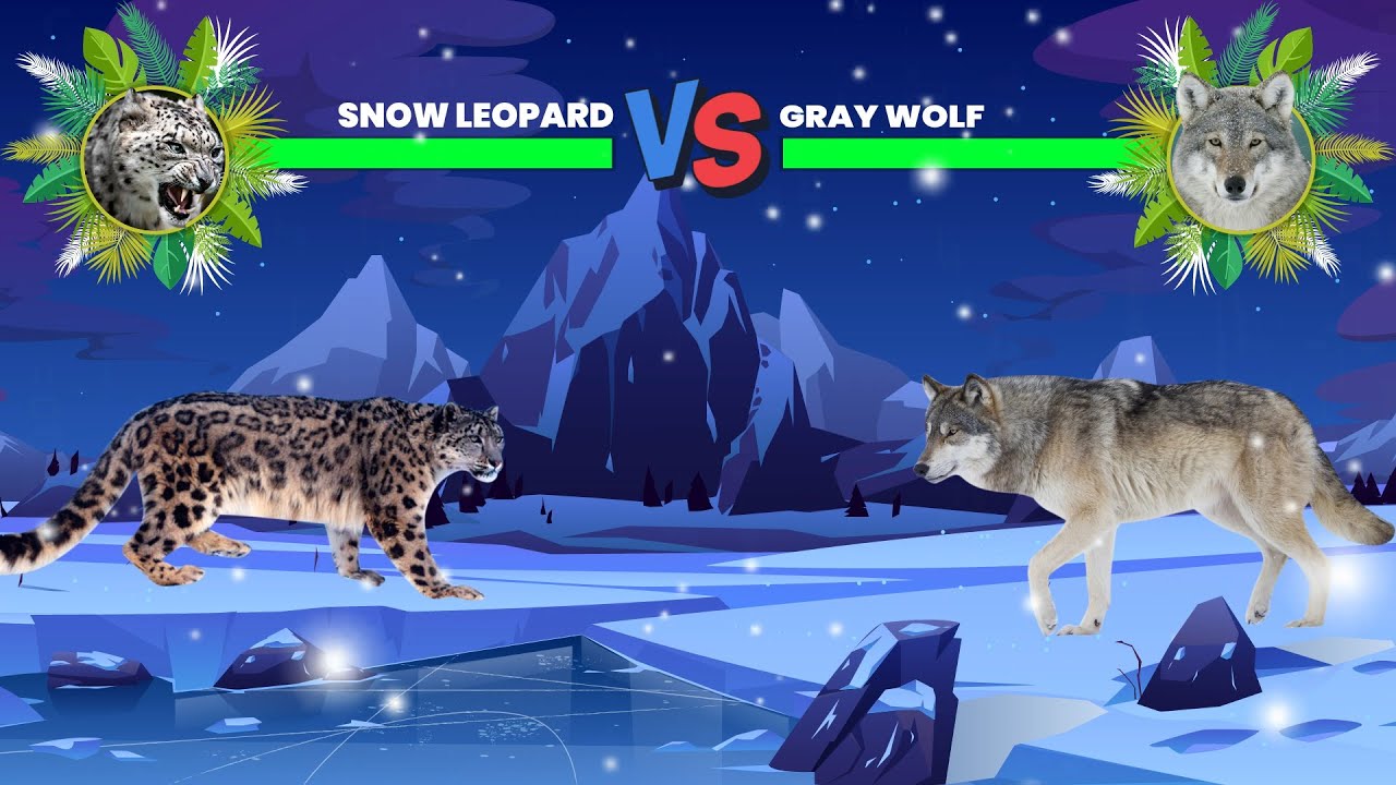 Snow Leopard Vs Gray Wolf