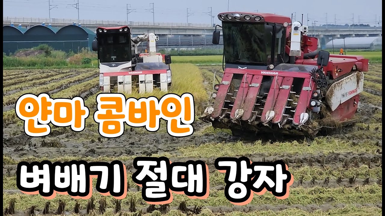 올해 첫 벼배기 얀마 콤바인 강력한 힘 ^^  전국 다 간다
