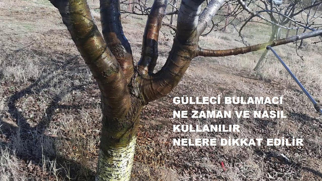 Gülleci bulamacı nasıl uygulanır? Dikkat dozaj ayarlaması çok önemli!