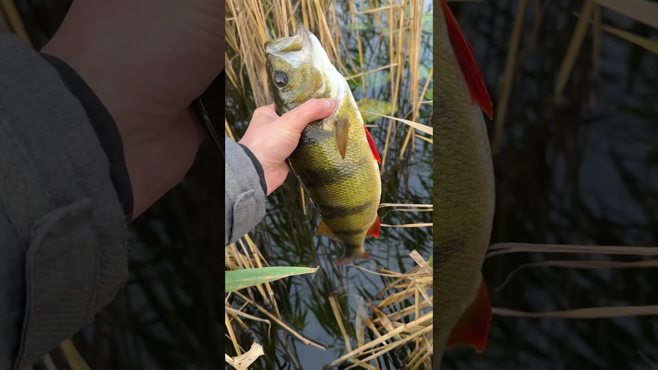E&scaron;erys 0,7 kg 🎣🐳🤓👍🏻 #e&scaron;erys #žvejyba #fishing #perch