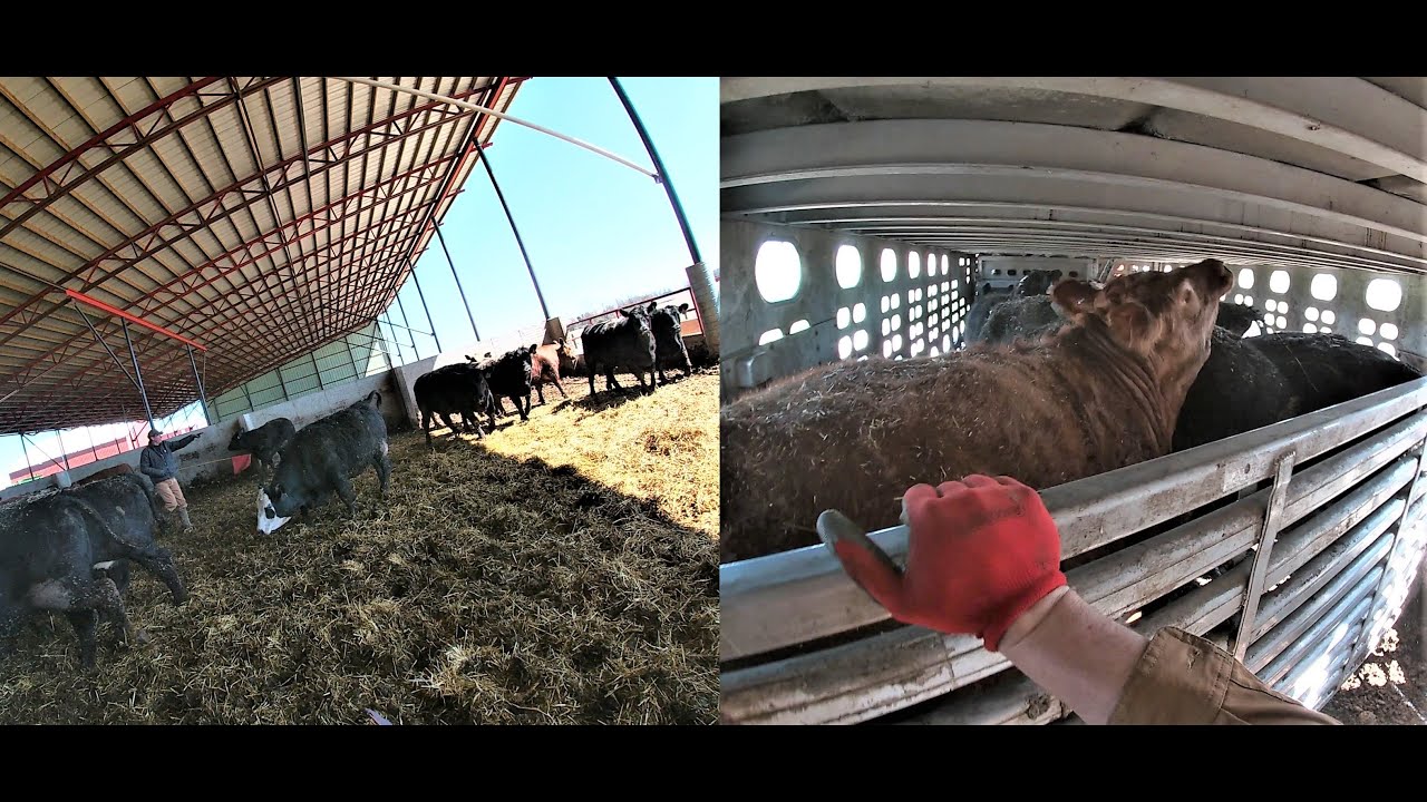 Sorting fat cattle out of our monoslope barn and loading cattle into a semi trailer POV  2.0