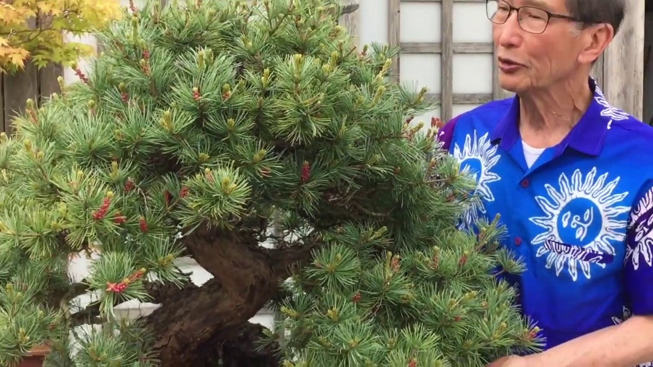How to deal with Pine Candles