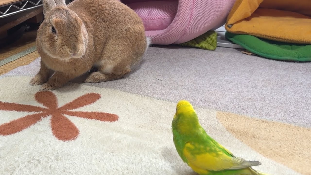 ガラの悪いオラオラ系のインコに絡まれるも、大人の対応で挑発をかわすウサギ・・・　(No.2085)