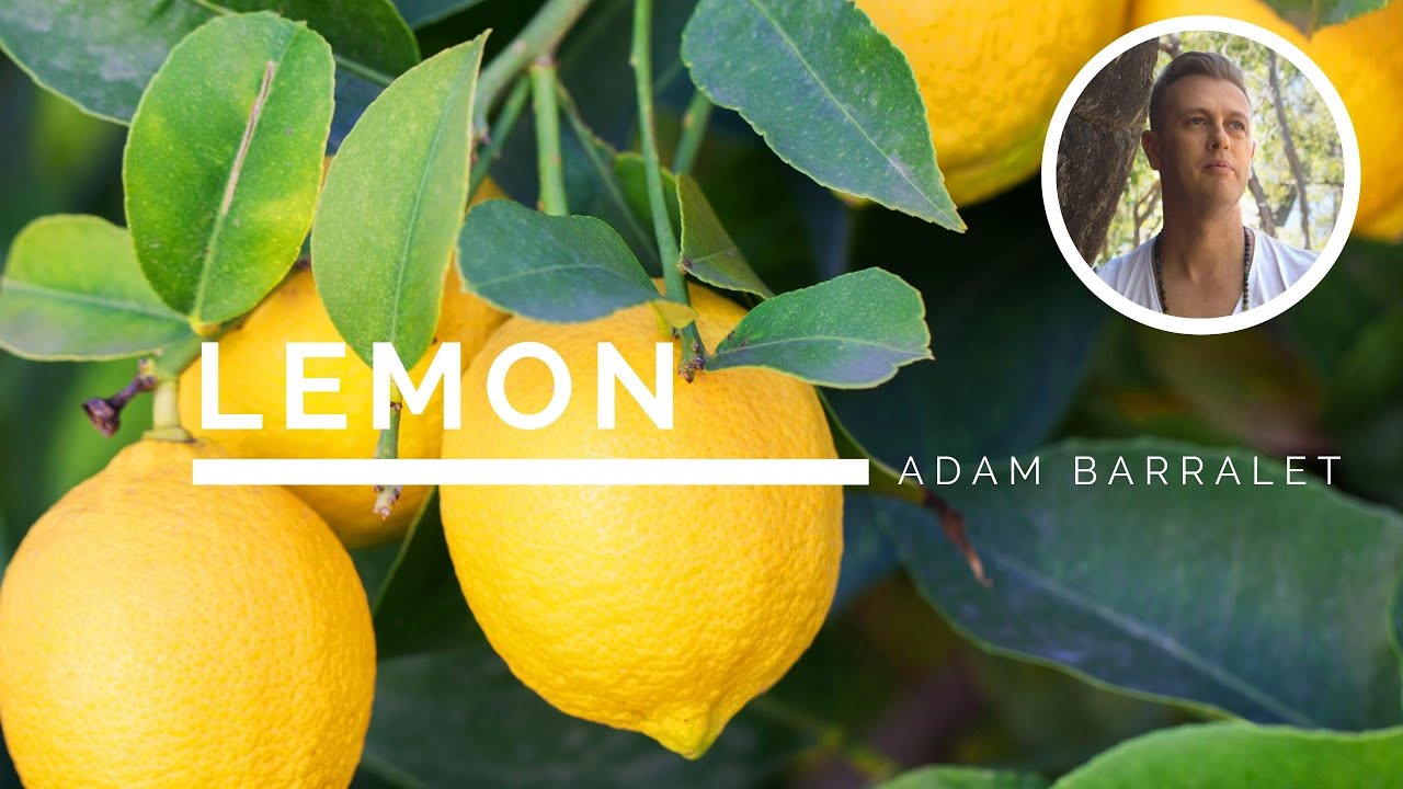 Lemon - The Oil of Brilliance