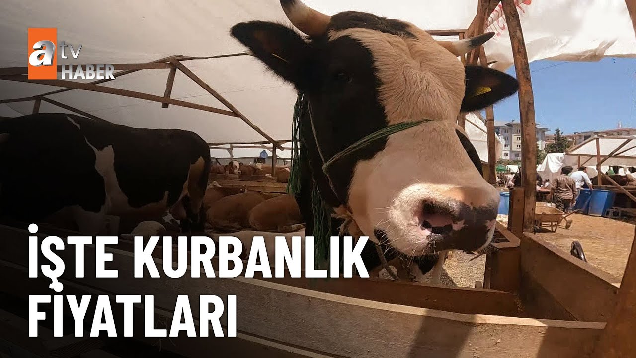 Kurbanlıklar pazara çıktı  - atv Ana Haber 7 Mayıs 2024