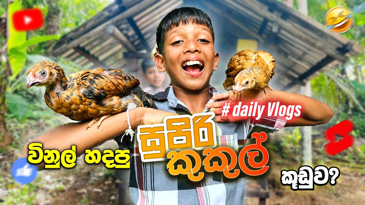 විනුල් තනියම හදපු කුකුල් කූඩුව! 😱🐔 | Chicken Coop Building Sri Lankan Village  | Rashi Boy Village