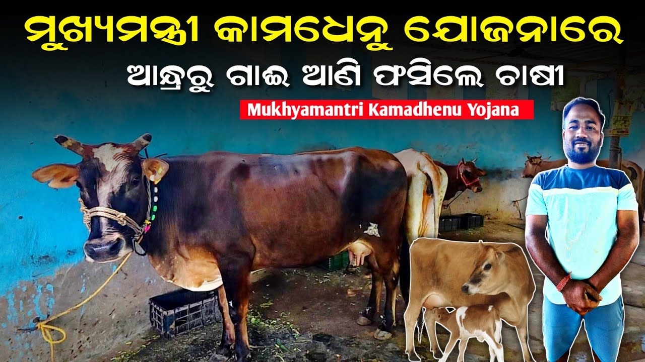 [ଆନ୍ଧ୍ରରୁ ଗାଈ ଆଣି ପଇସା ବର୍ବାଦ]Mukhya Mantri Kamadhenu Yojana EXPOSED! Odisha Farmer Reveals Big Scam