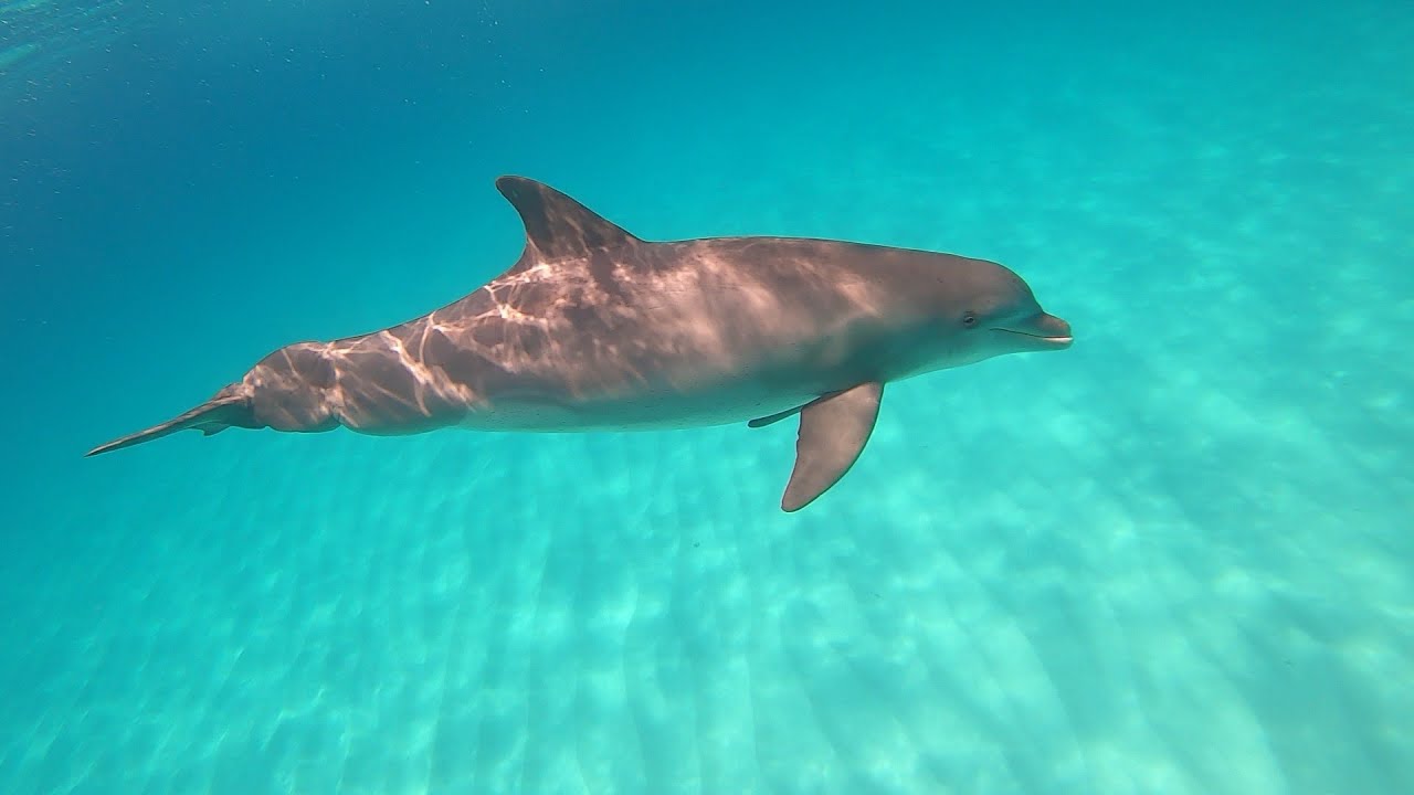 Sailing and Dolphins.