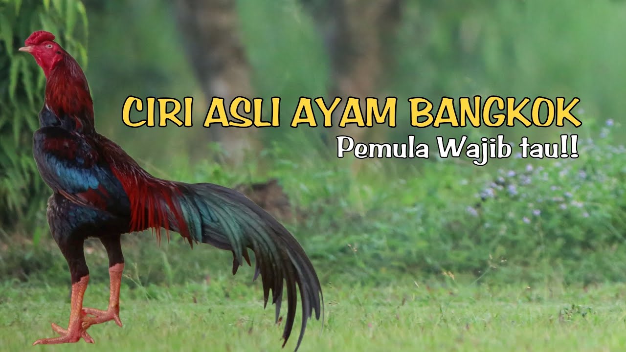 CIRI AYAM BANGKOK ASLI ORIGINAL