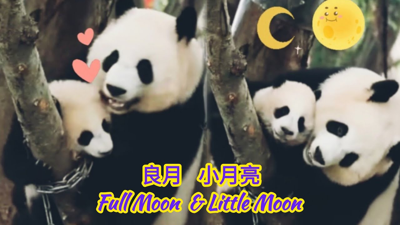 良月和小月亮溫馨互動日常 Full Moon & Little Moon sweet interactions daily 