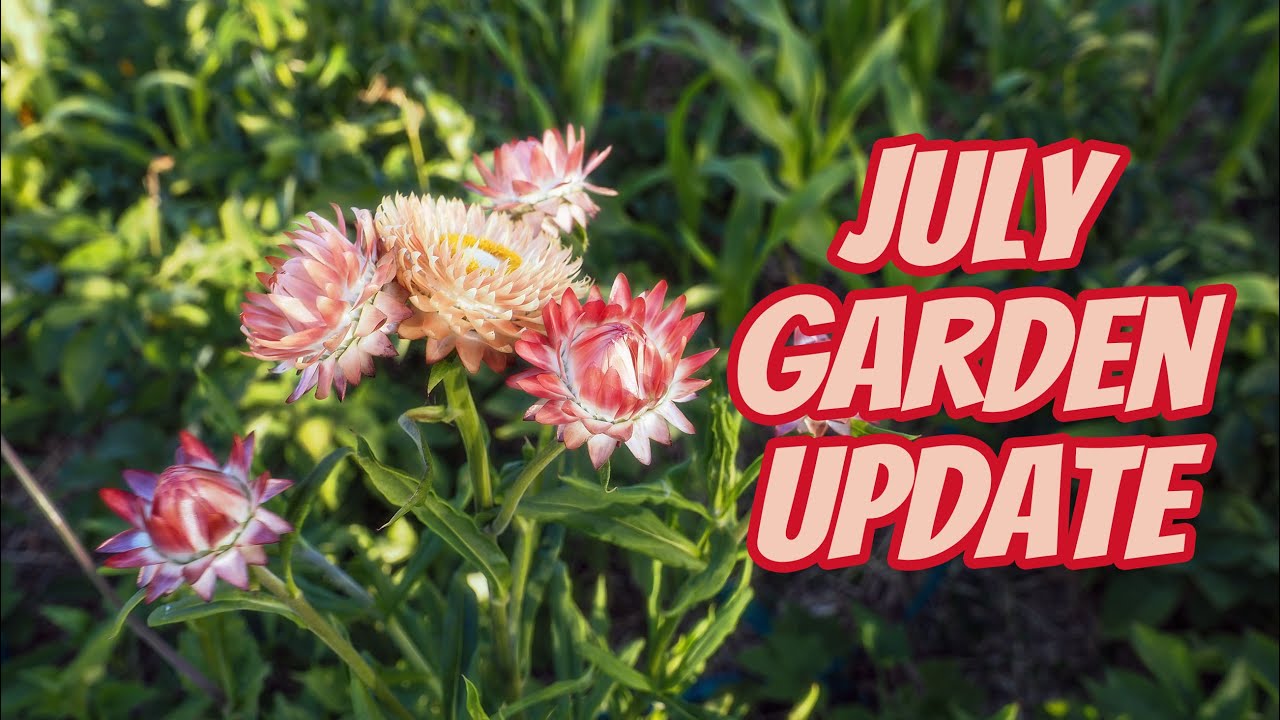 July Garden Update
