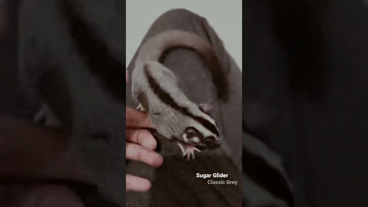 Sugar Glider (Classic Grey)