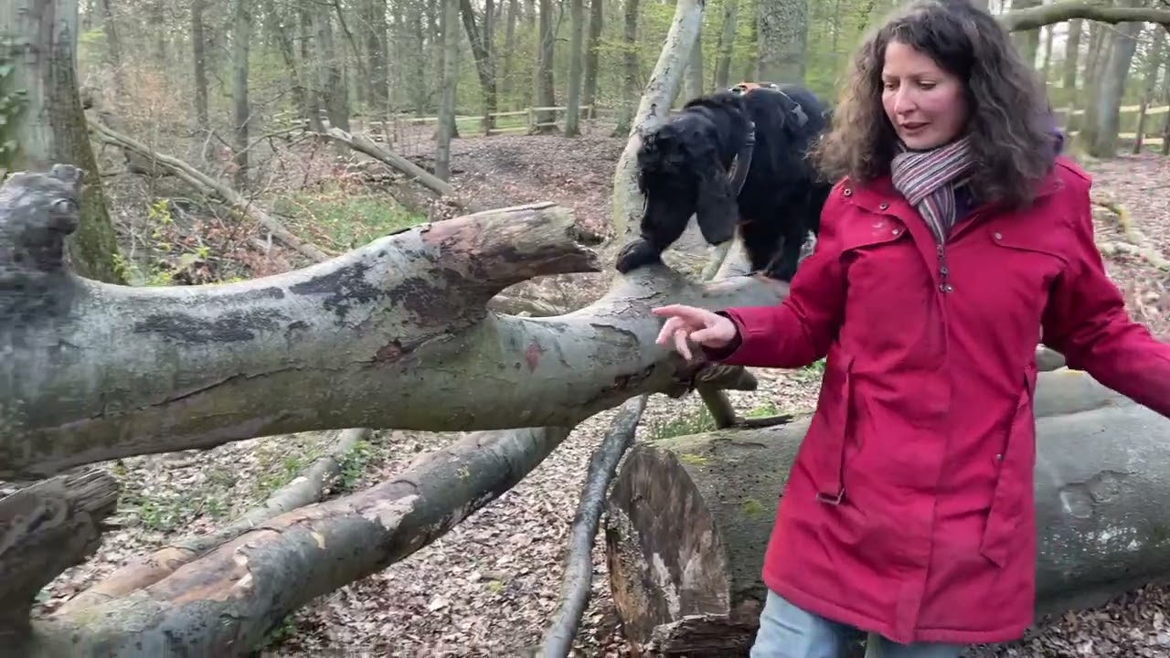 Balancier-Ideen für den Hundespaziergang