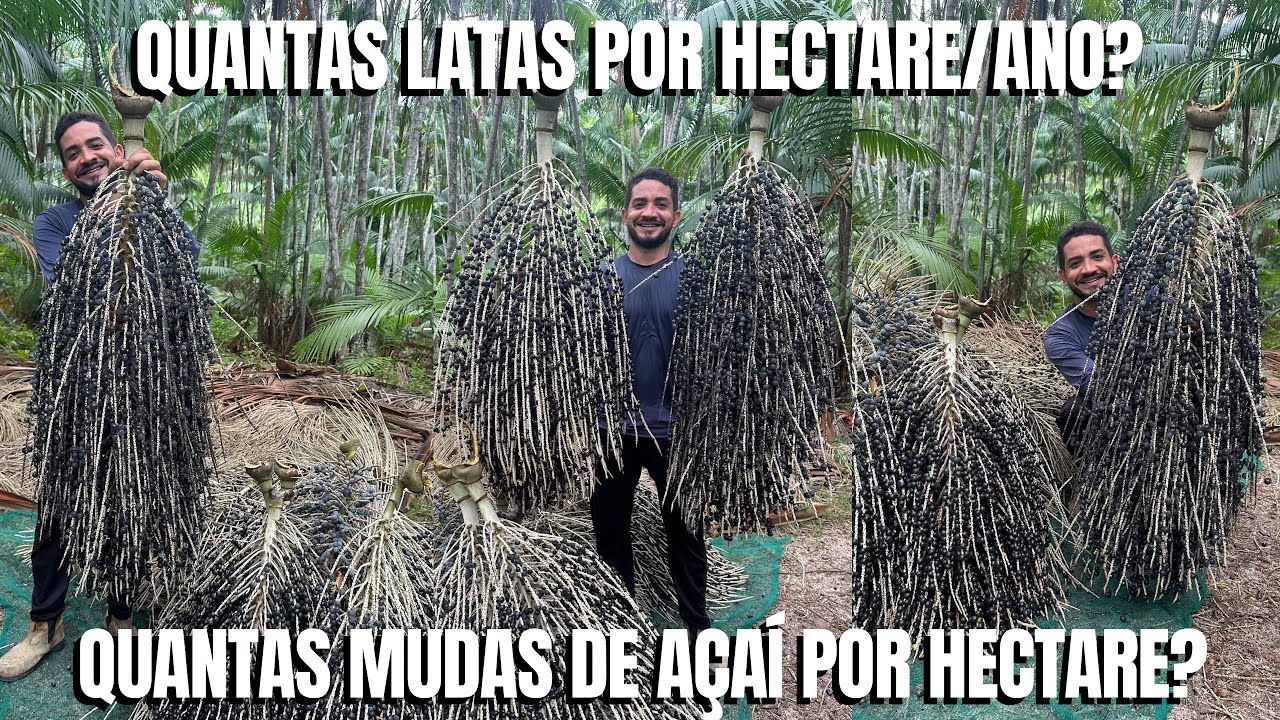 Quantas mudas de açaí por hectare? Quantas latas de AÇAÍ por hectare/ano?