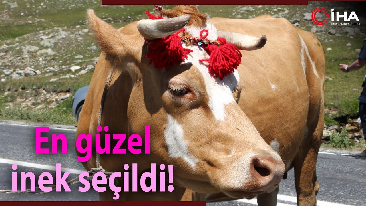 Yarışmayı Kazanan İnek Yem Ve Samanı, Sahibi İse Para Ödülünü Kaptı