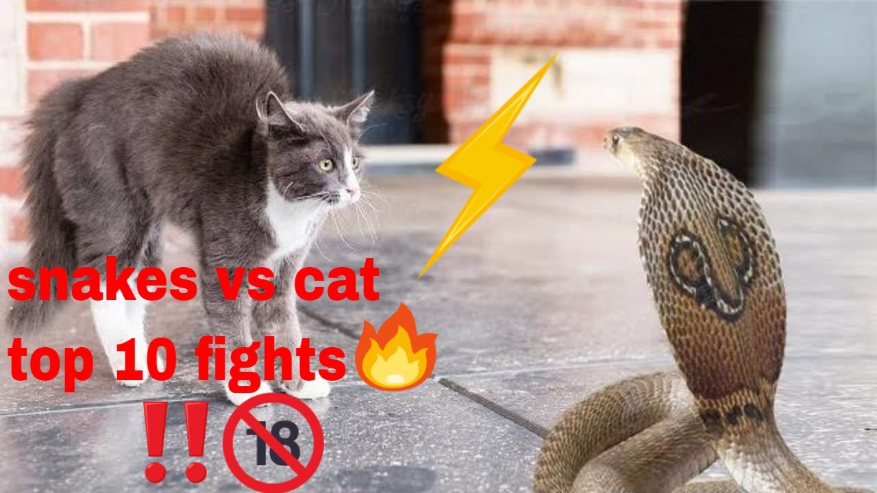 TOP 10 FIGHTS | CATS VS SNAKES (COBRA) ! #wildlife #snake #cat #fight #top10 #wildanimals