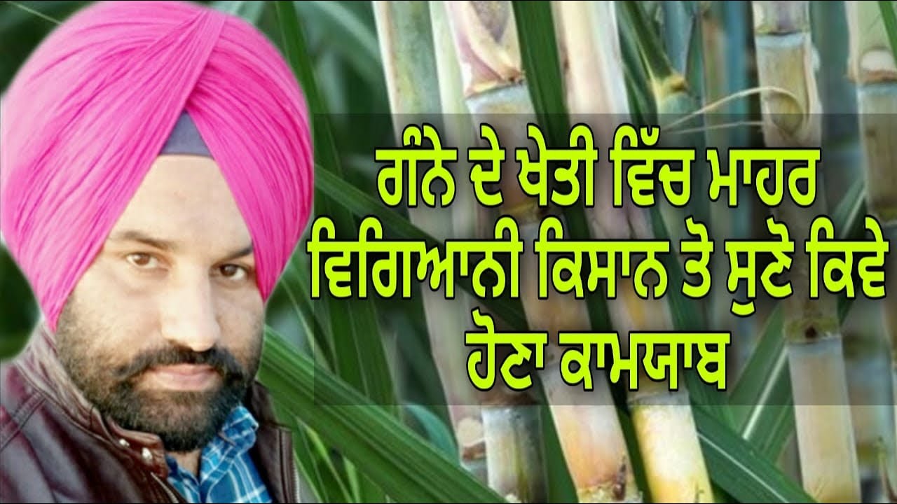 ਗੰਨੇ ਦੀ ਖੇਤੀ ਵਿੱਚ ਮਾਹਰ ਵਿਗਿਆਨੀ ਕਿਸਾਨ ਤੋ ਸੁਣੋ ਕਿਵੇ ਹੋਣਾ ਕਾਮਯਾਬ