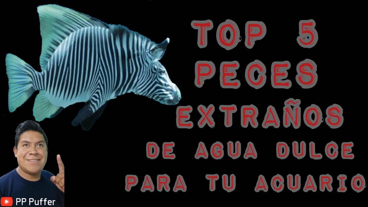 Top 5 PECES EXTRAÑOS para tu ACUARIO DE AGUA DULCE