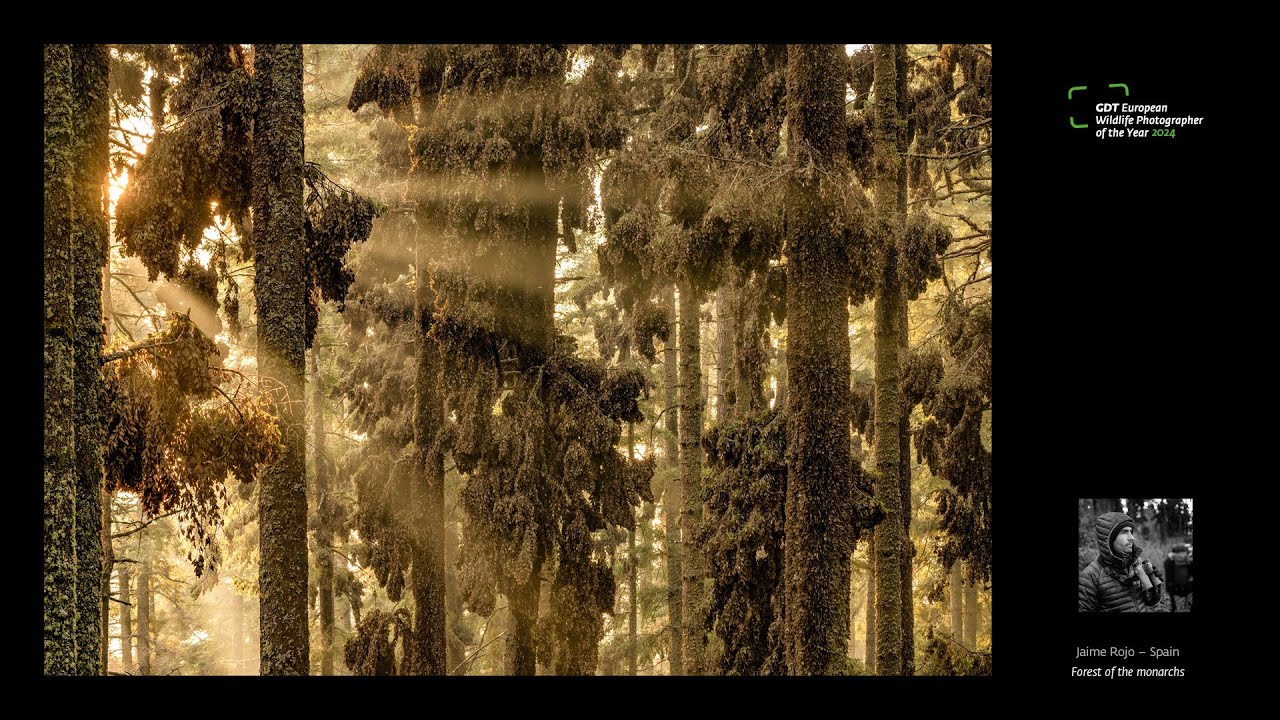 🏆 * European Wildlife Photographer of the Year 2024 * | Jaime Rojo – Forest of the monarchs