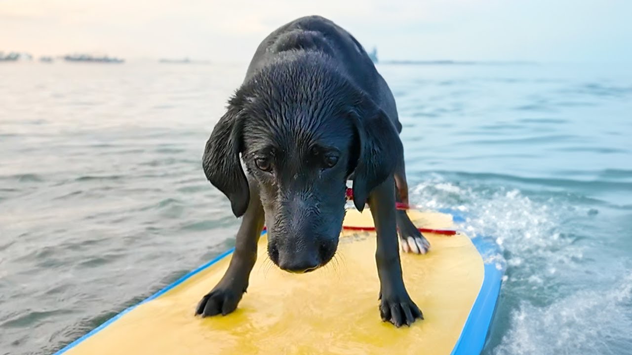 【犬Vlog】はじめてボディボードに乗った犬。